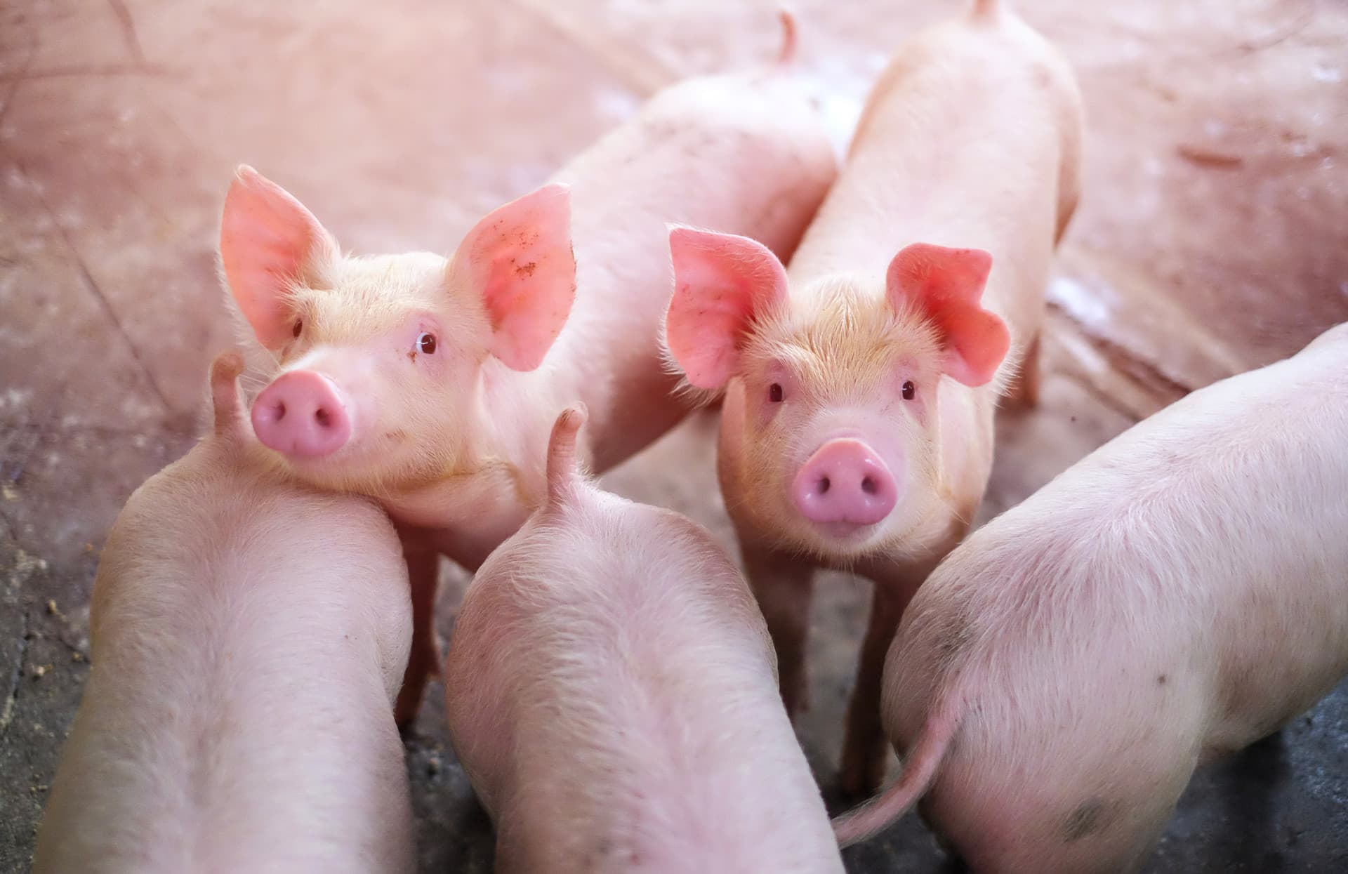 Pig